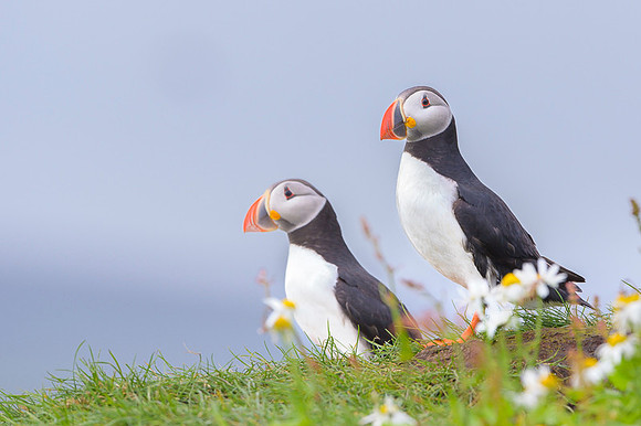Atlantic Puffin / Maskonur