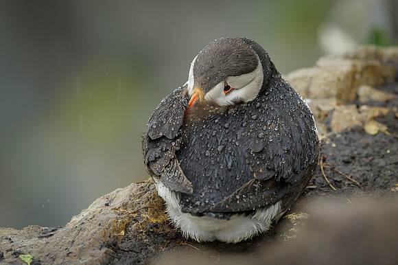Atlantic Puffin / Maskonur