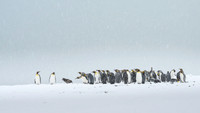 King Penguin