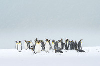 King Penguin
