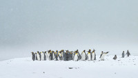 King Penguin