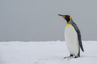 King Penguin
