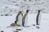 King Penguin