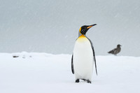 King Penguin