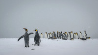 King Penguin