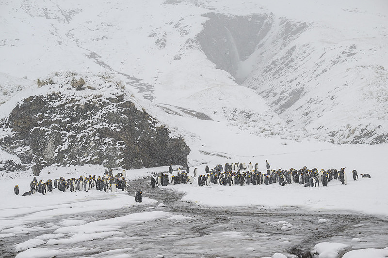 King Penguin