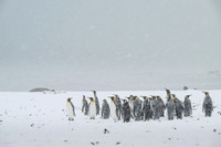 King Penguin