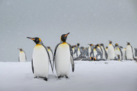 King Penguin
