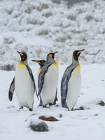 King Penguin