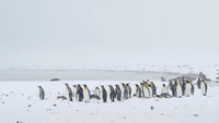 King Penguin