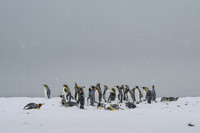 King Penguin