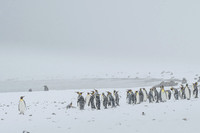 King Penguin