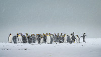 King Penguin