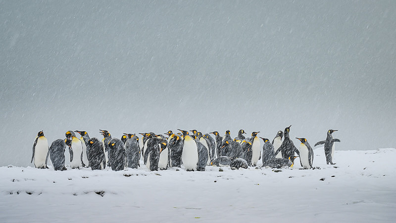 King Penguin