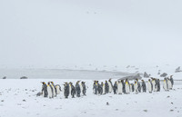 King Penguin