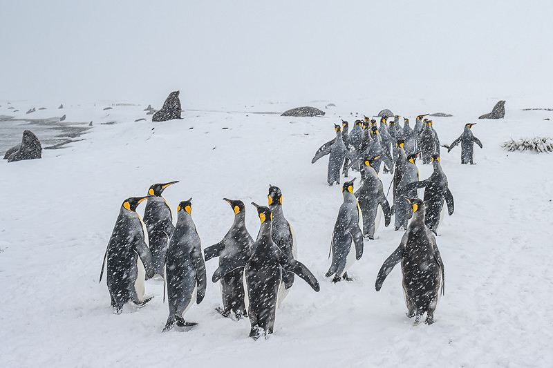 King Penguin