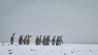 King Penguin