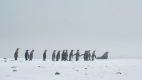 King Penguin