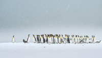 King Penguin