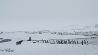 King Penguin