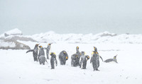King Penguin