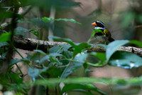 Orange-billed Sparrow