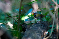 Orange-billed Sparrow