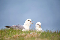 Northern Fulmar  Fulmar zwyczajny