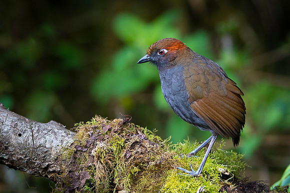 Chestnut-naped Antpitta