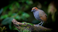 Chestnut-naped Antpitta
