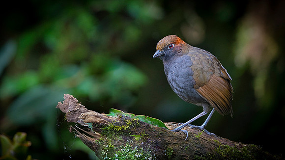 Chestnut-naped Antpitta