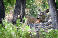 Black Tailed Mule Deer