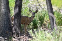 Black Tailed Mule Deer