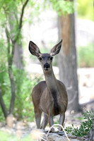 Black Tailed Mule Deer