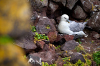 Northern Fulmar  Fulmar zwyczajny