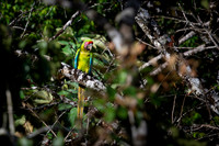 Great Green Macaw