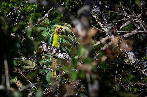 Great Green Macaw