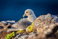 Northern Fulmar  Fulmar zwyczajny