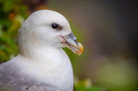 Northern Fulmar  Fulmar zwyczajny