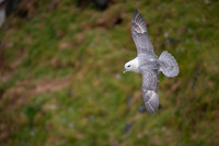 Northern Fulmar  Fulmar zwyczajny