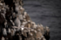 Northern Fulmar  Fulmar zwyczajny