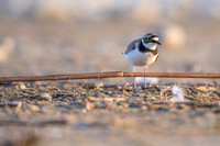 Little Ring Plover / Sieweczka rzeczna
