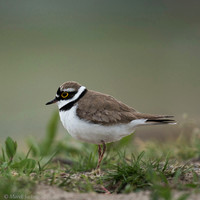 Little Ring Plover / Sieweczka rzeczna