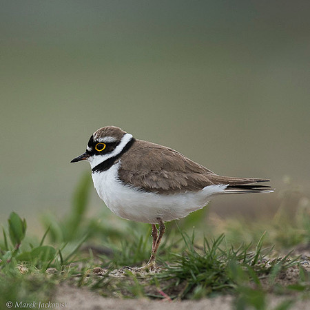 Little Ring Plover / Sieweczka rzeczna