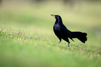 Great-tailed Grackle