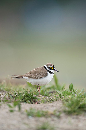 Little Ring Plover / Sieweczka rzeczna
