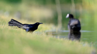 Great-tailed Grackle