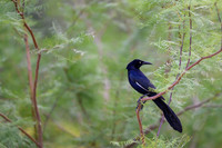 Great-tailed Grackle