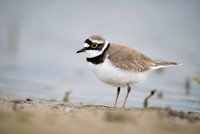 Little Ring Plover / Sieweczka rzeczna