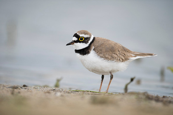 Little Ring Plover / Sieweczka rzeczna
